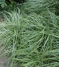 Silver Sceptre Sedge evergreen groundcover