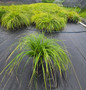 Everlime Japanese Sedge #1 pot