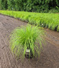Pennsylvania Sedge
