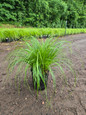 Pennsylvania Sedge in pot