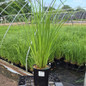 Tussock Sedge Grass container crop