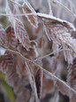 Northern Sea Oats Grass Frosted
