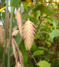 Northern Sea Oats foliage close-up