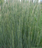 Blue Fescue blue ornamental grass