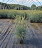 Elijah Blue Fescue blooming in nursery