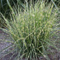 Bandwidth Maiden Grass on the Ground