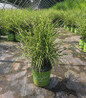 Bandwidth Maiden Grass in branded pot