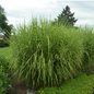 Porcupine Grass Growing in the Landscaping