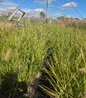 Porcupine Grass landscape accent planting
