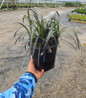 Black Mondo Grass #1 pot
