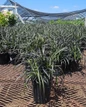 Black Mondo Grass #1 pot