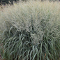Prairie Winds® Niagara Falls Switch Grass Bush in the Sunlight