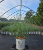 Prairie Winds® Niagara Falls Switch Grass in #2 pot