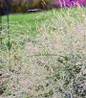 Prairie Winds® Niagara Falls Switch Grass flower close up