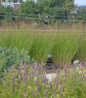 Heavy Metal Blue Switch Grass landscape planting