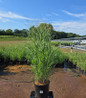 Heavy Metal Blue Switch Grass in #3 pot