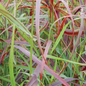 Ruby Ribbons™ Switch Grass Covered in Leaves