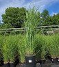 Ruby Ribbons Switch Grass nursery #2 container plant