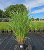 Ruby Ribbons Switch Grass nursery #1 container plant