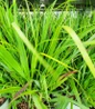 Shenandoah Switch Grass red-tipped foliage