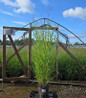 Shenandoah Switch Grass in pot