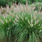 Etouffee™ Fountain Grass on the Ground