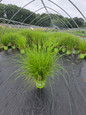 Etouffee™ Sterile Fountain Grass #2 pot