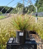 Burgundy Bunny Fountain Grass #1 nursery pot