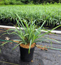 Red Head Fountain Grass #2 pot.jpeg