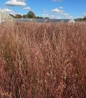 Prairie Blues Little Bluestem ornamental landscape grass