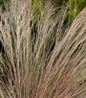Prairie Blues Little Bluestem rosy fall foliage