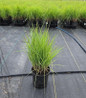 Standing Ovation Little Bluestem #2 container