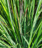 Standing Ovation Little Bluestem blue foliage