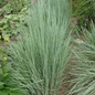 The Blues Little Bluestem Grass in the Landscaping