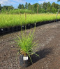 Autumn Moor Grass in pot