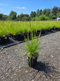 Autumn Moor Grass #2 pot