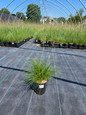 Prairie Dropseed Grass #1 pot