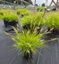 Lumen Gold­™ Fountain Grass 