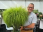 Lumen Gold Fountain Grass