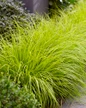 Lumen Gold grass foliage in garden