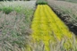 Lumen Gold grass in landscape