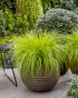 Lumen Gold grass beside patio chair