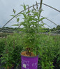 Funky Fuchsia™ Butterfly Bush in nursery