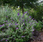 Groovy Grape Butterfly Bush Growing in the Landscape