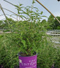 Groovy Grape Butterfly Bush compact habit