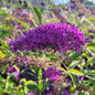 Groovy Grape Butterfly Bush purple blooms