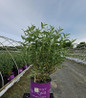 Psychedelic Sky Butterfly Bush Flower in nursery