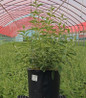 Butterfly Bush #3 container plant