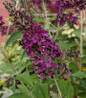 Butterfly Bush purple flower clusters