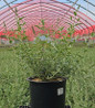 Monarch® Glass Slippers  #3 container plant